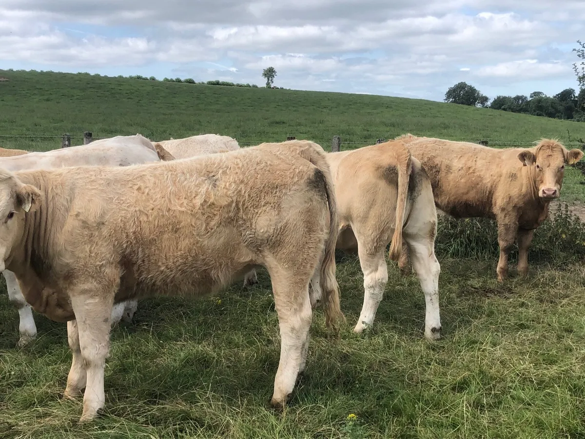 52 outstanding 500 kg charlie heifers - Image 1
