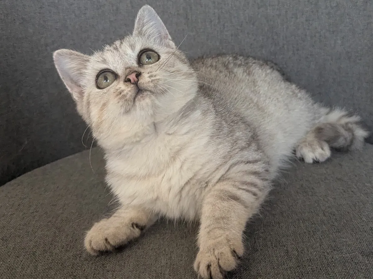 British silver kitten - Image 4