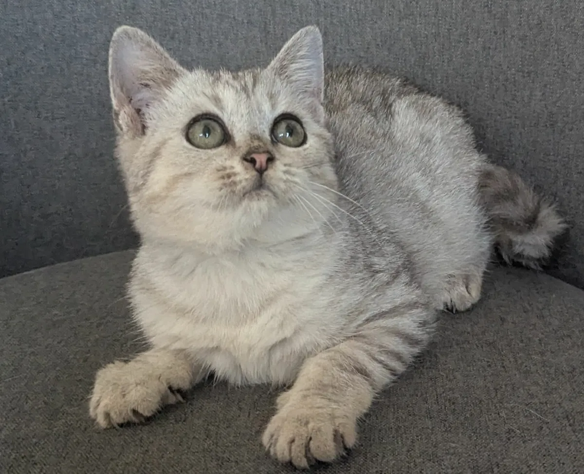 British silver kitten - Image 1