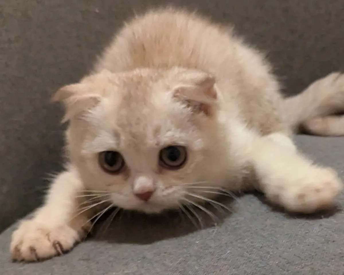 Golden Chinchilla Scottish Fold Short Hair kitten - Image 1