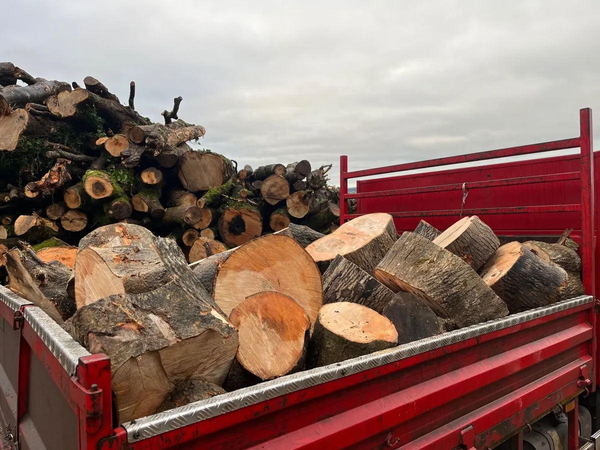 Firewood - Image 3
