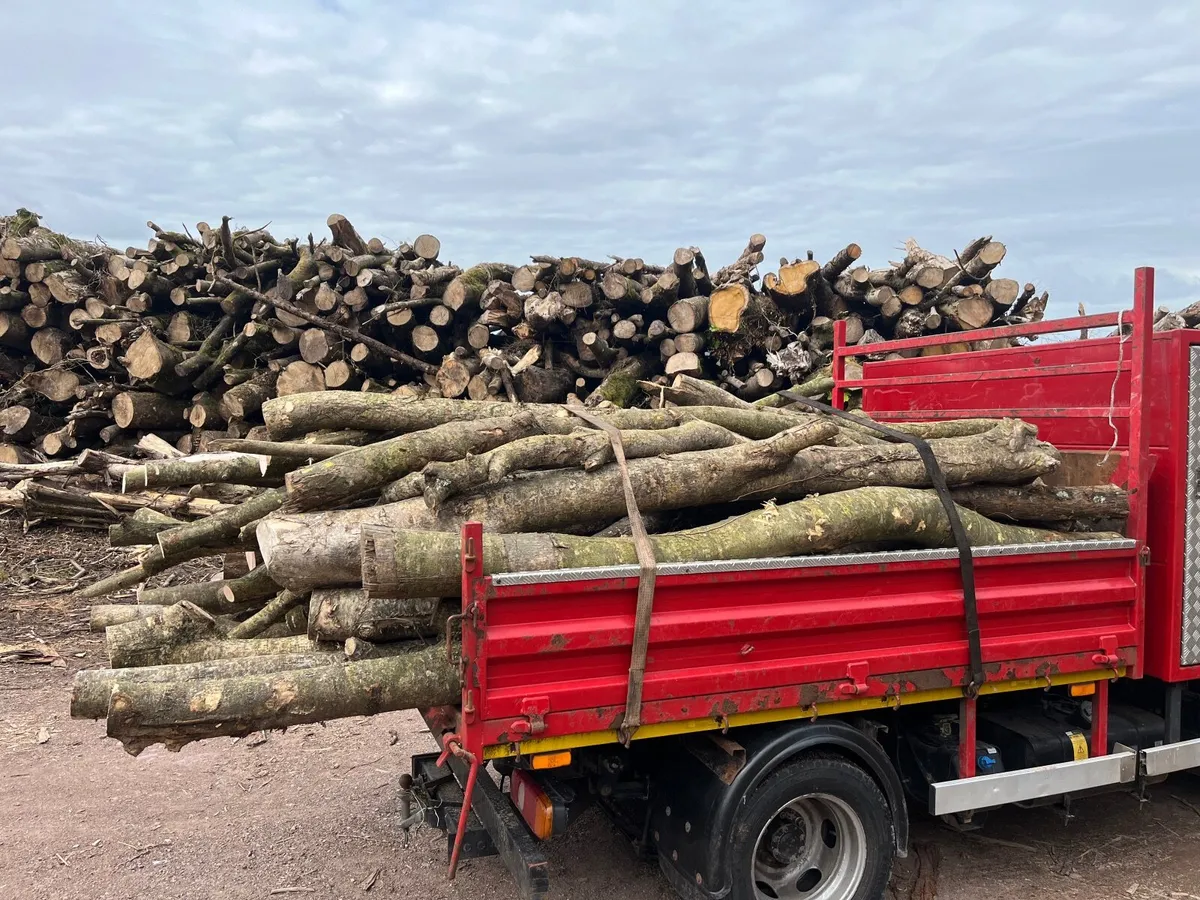 Firewood - Image 1