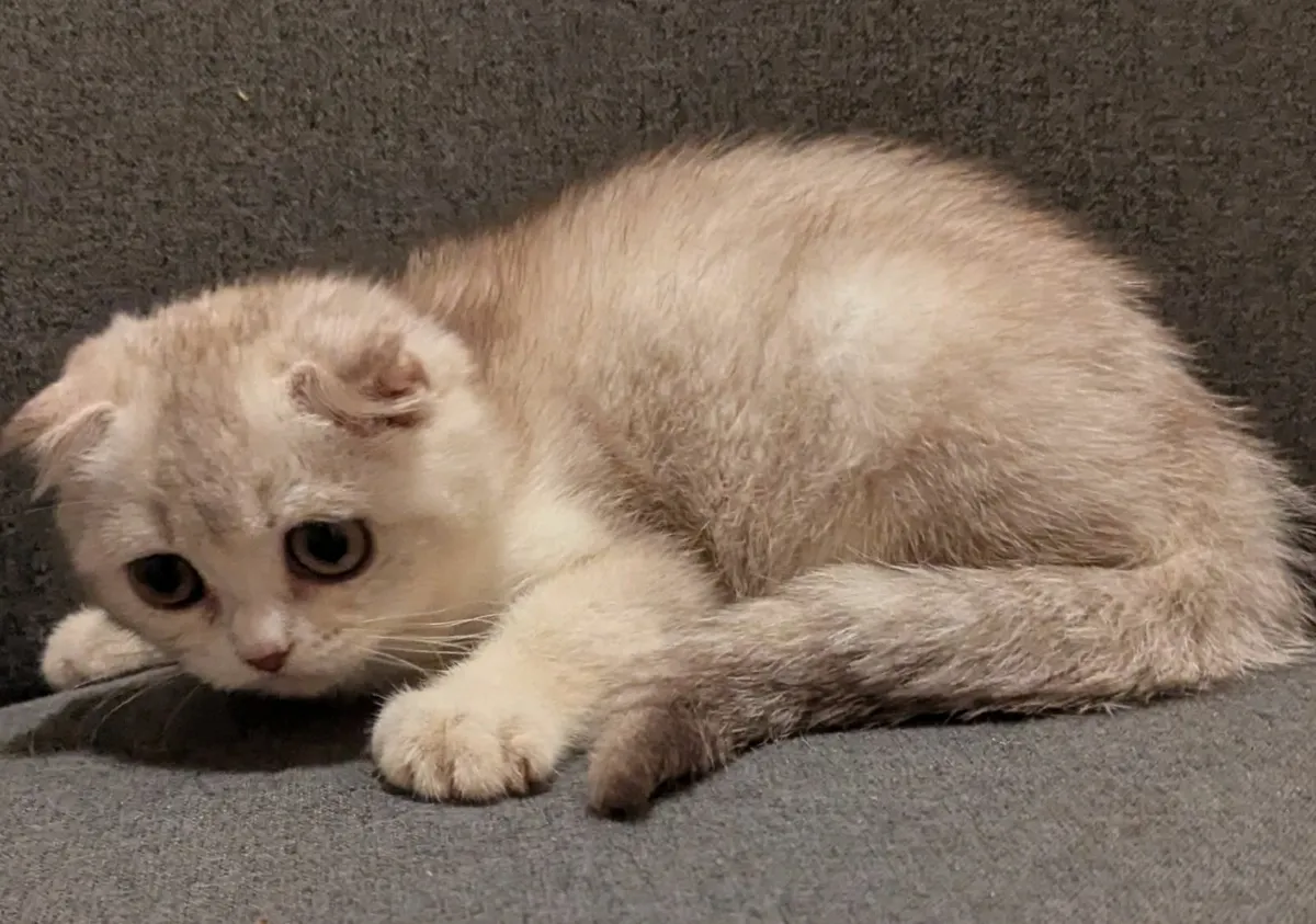 Golden Chinchilla Scottish Fold Short Hair kitten - Image 3