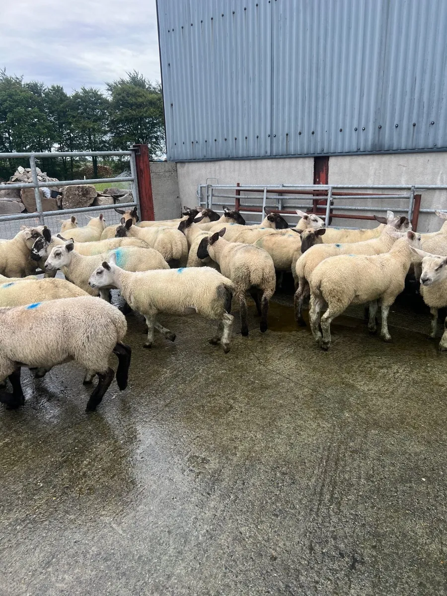 Weather lambs - Image 1
