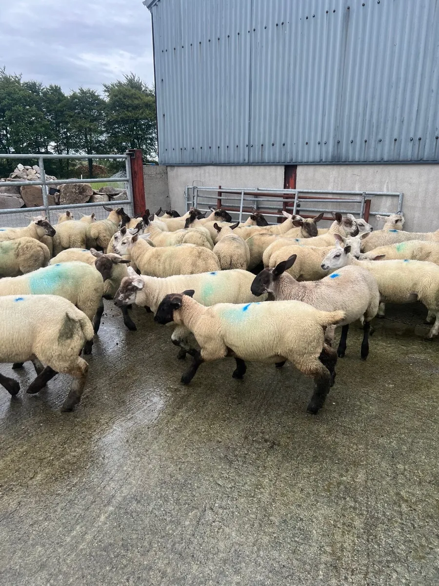 Weather lambs - Image 2