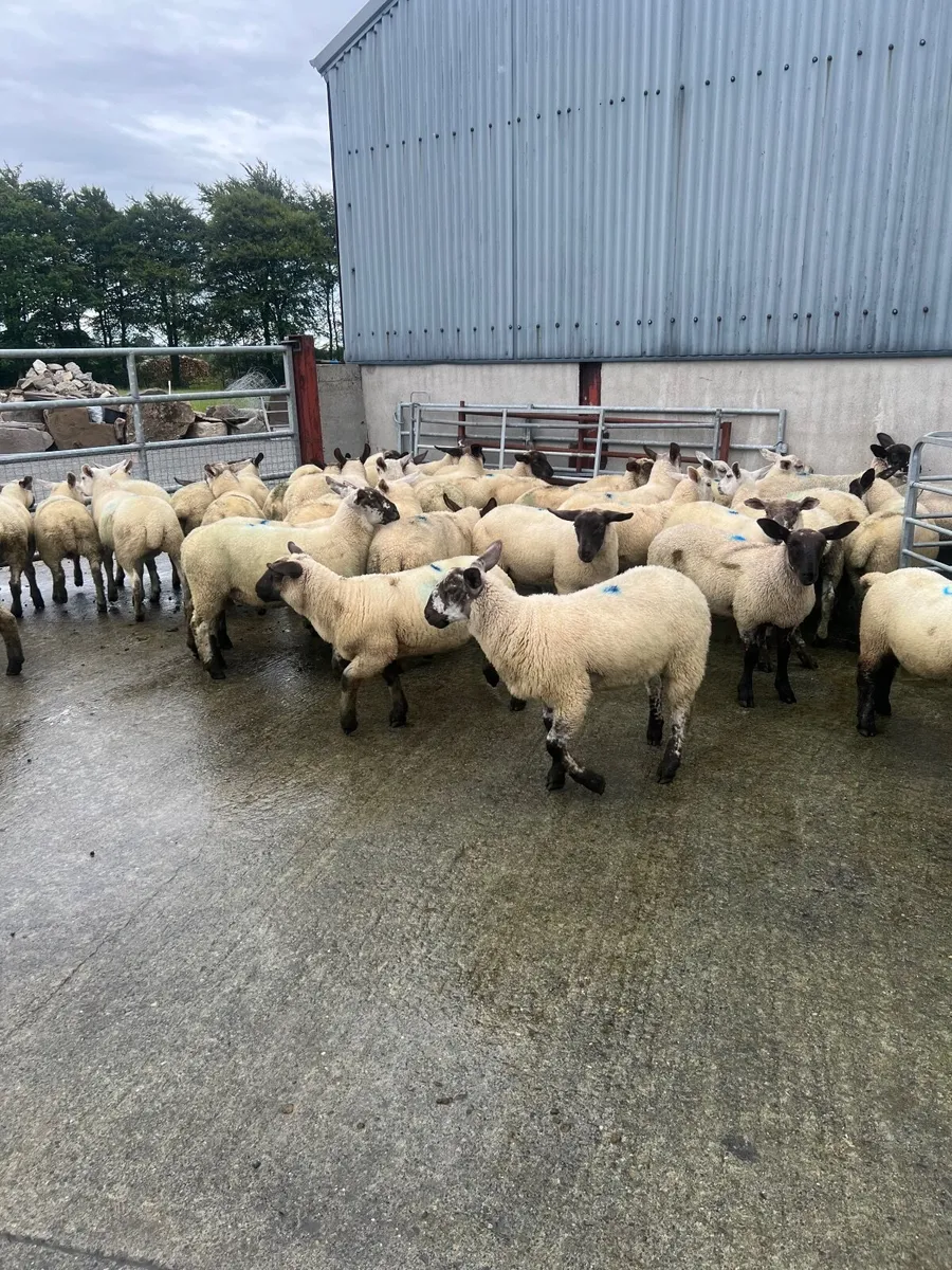 Weather lambs - Image 3