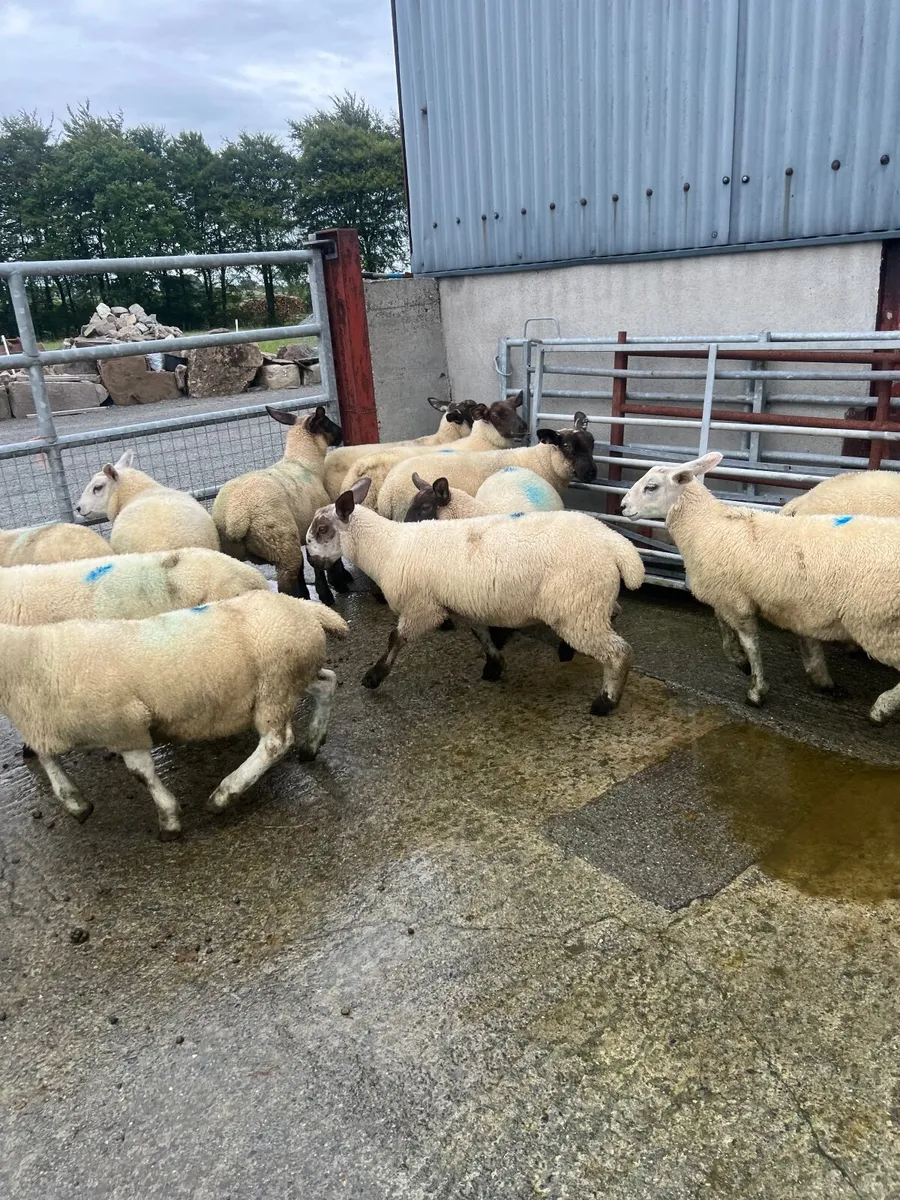 Weather lambs - Image 4