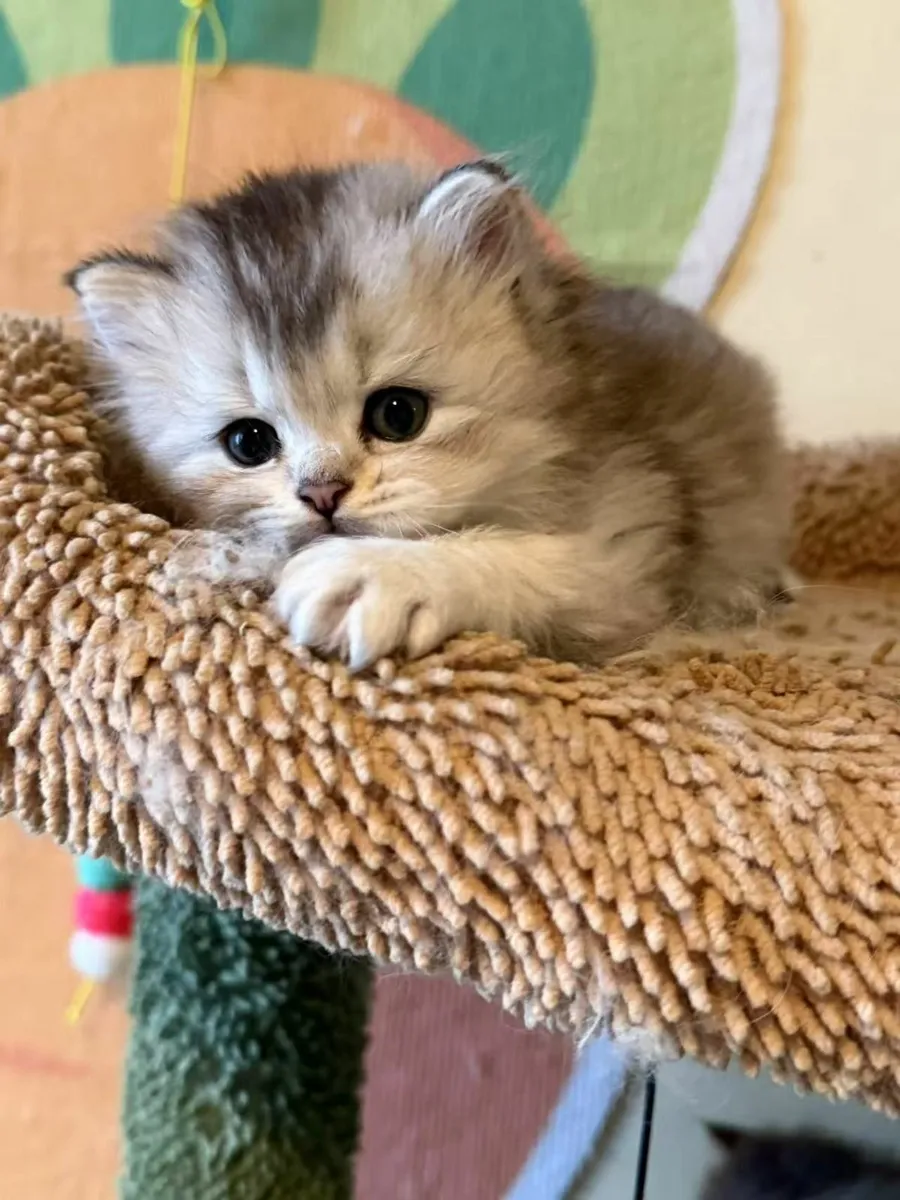 British shorthair silver shaded - Image 1
