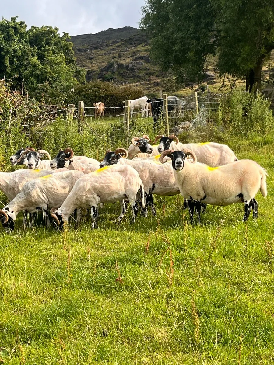 Lanark ewes - Image 1