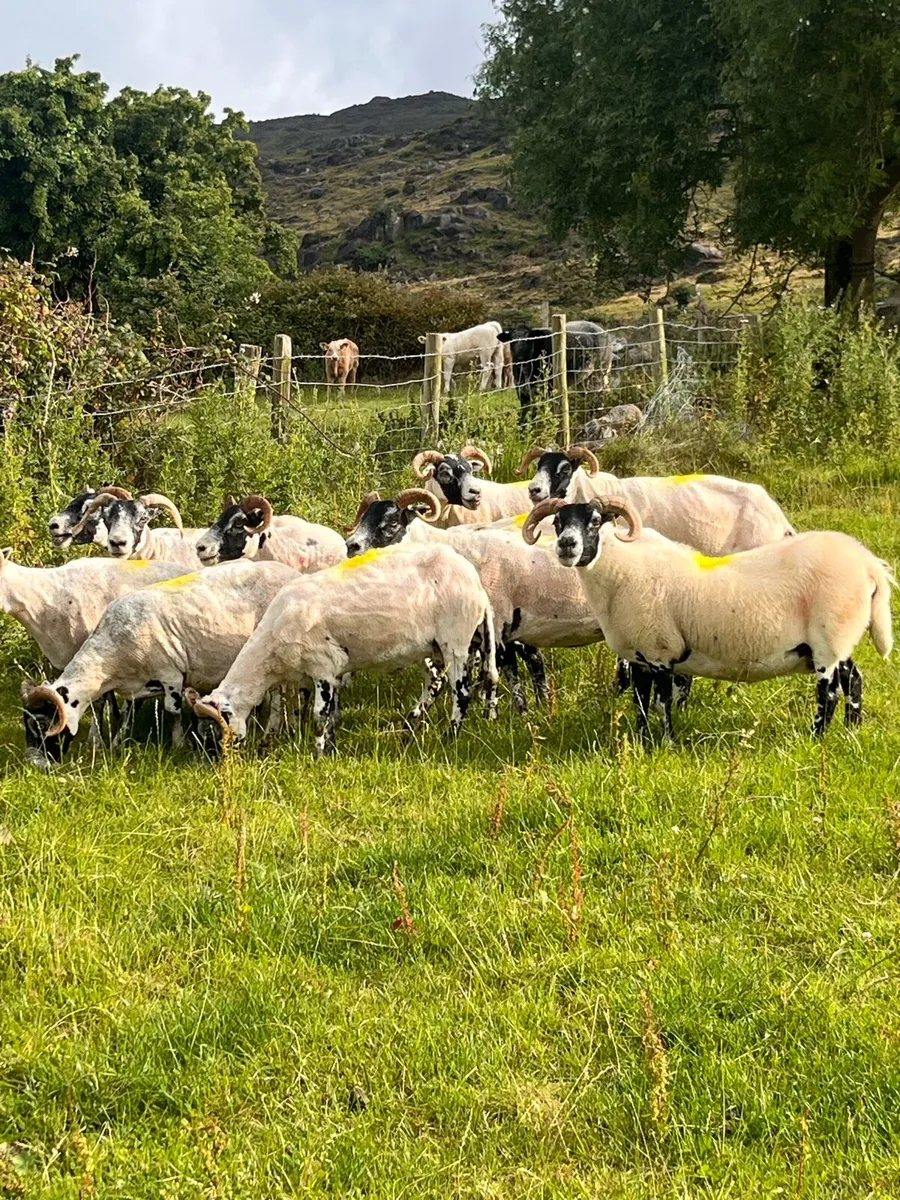 Lanark ewes - Image 2