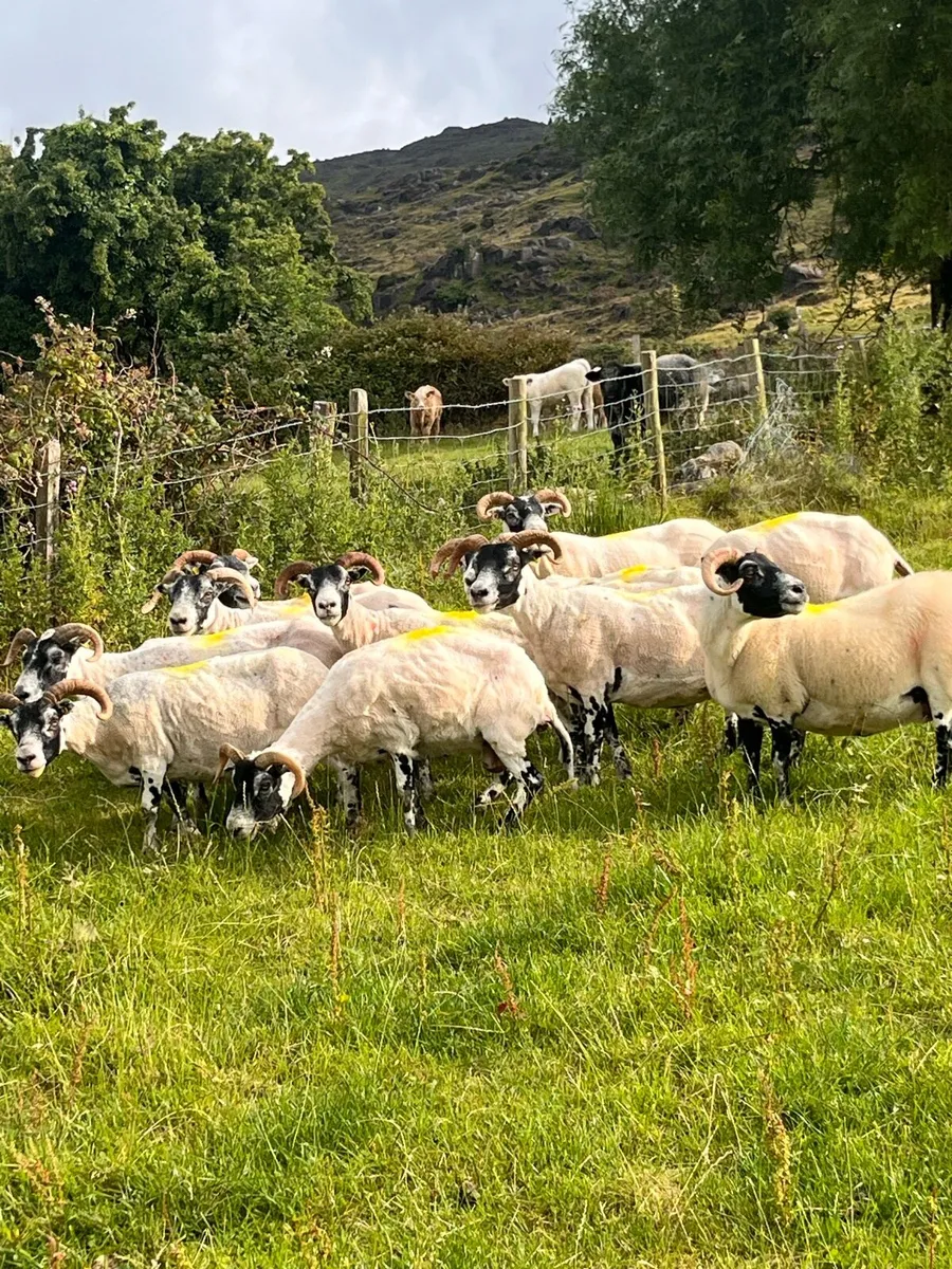 Lanark ewes - Image 3