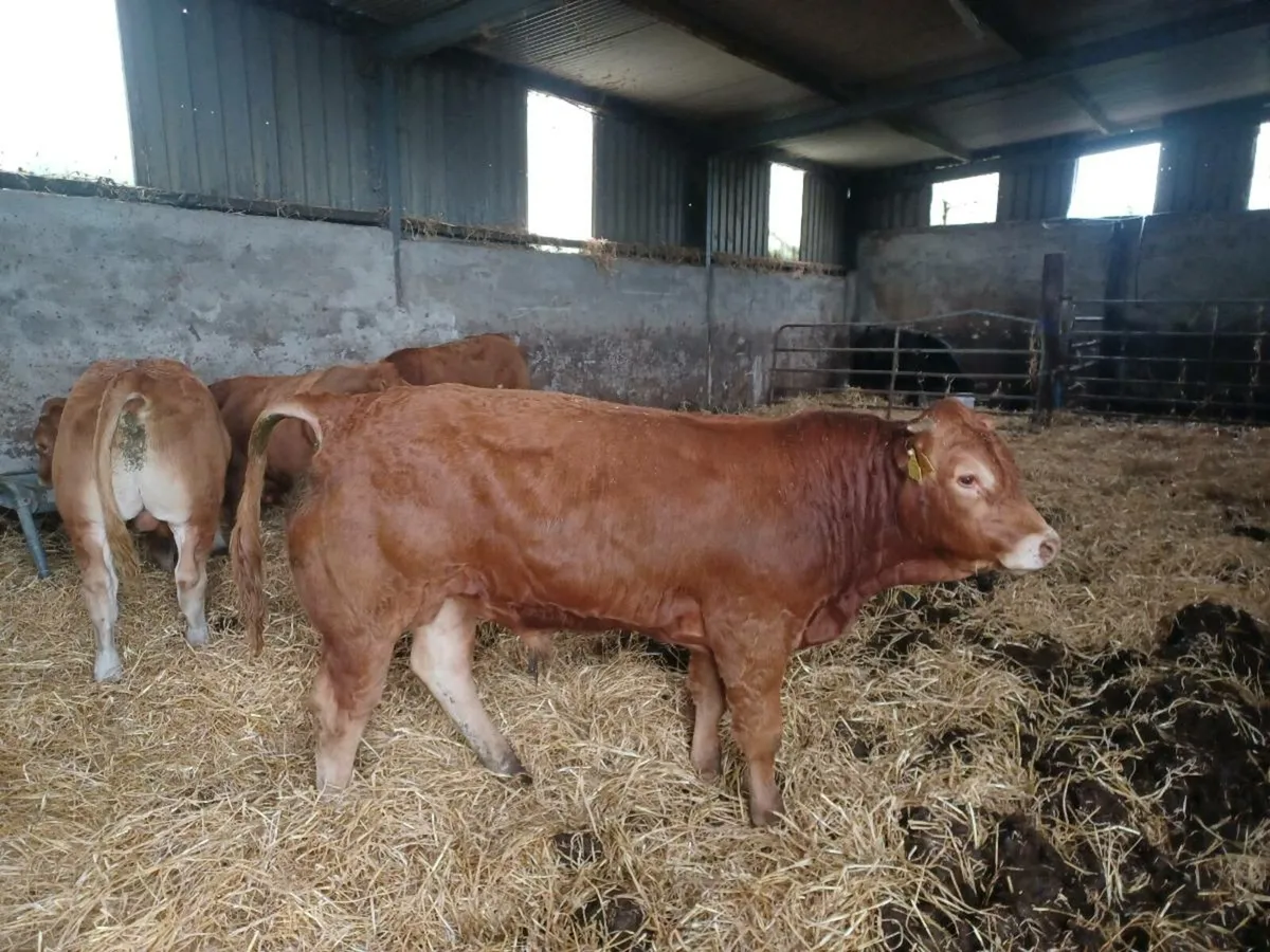 Limousine Bulls ☆ IDEAL FOR HEIFERS ☆ PB NON REG. - Image 2