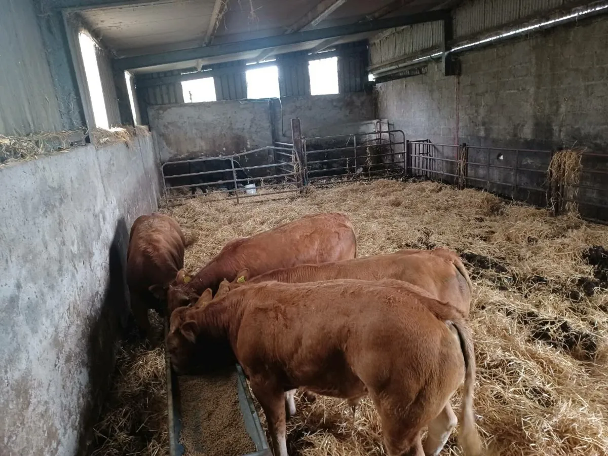 Limousine Bulls ☆ IDEAL FOR HEIFERS ☆ PB NON REG. - Image 3