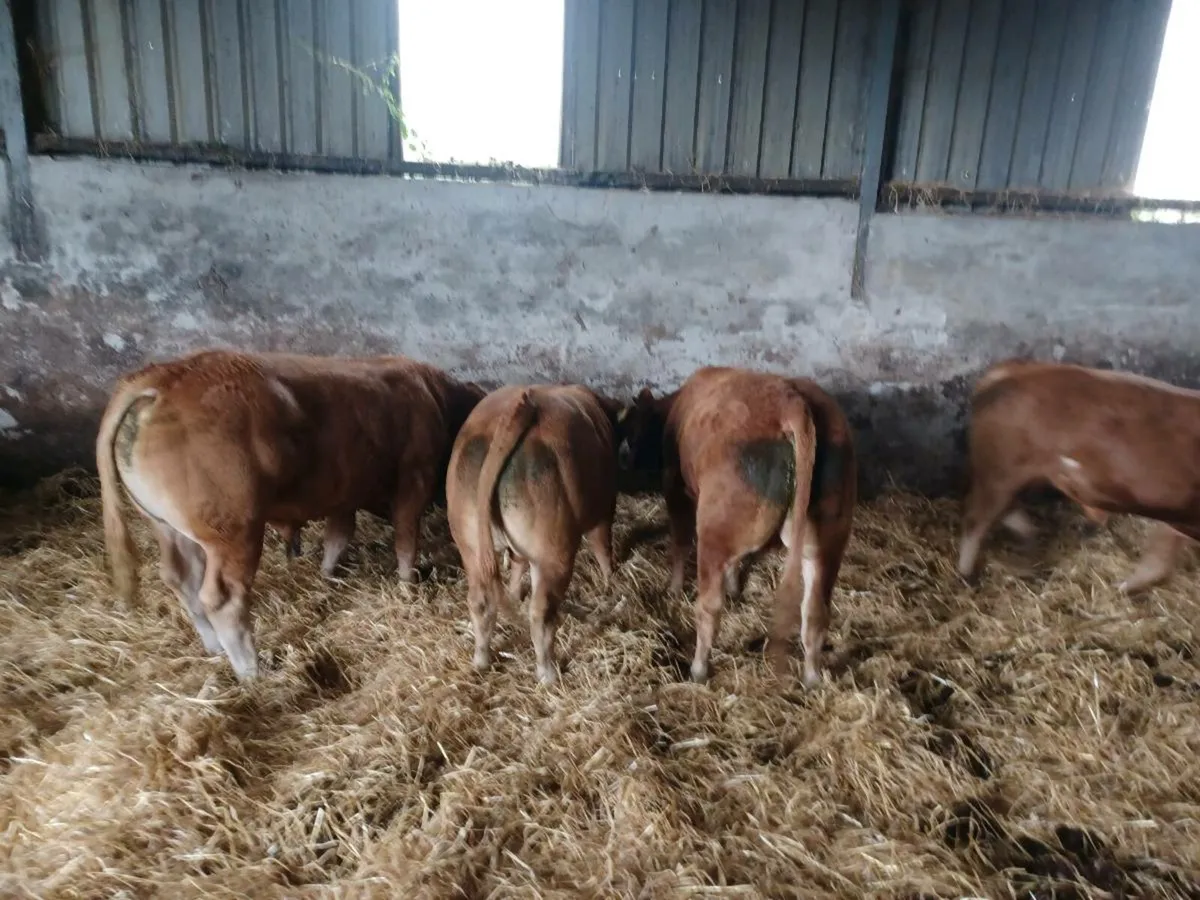 Limousine Bulls ☆ IDEAL FOR HEIFERS ☆ PB NON REG. - Image 4