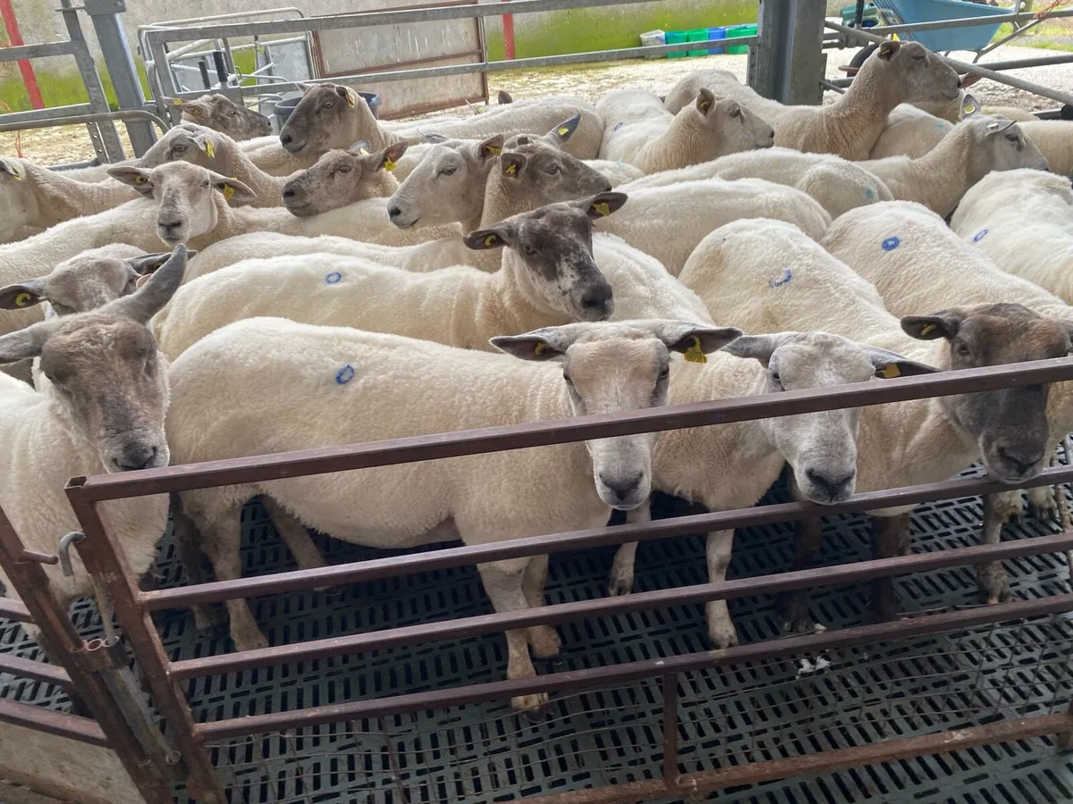 🔥Super 2nd crop Breeding Ewes🔥 - Image 1