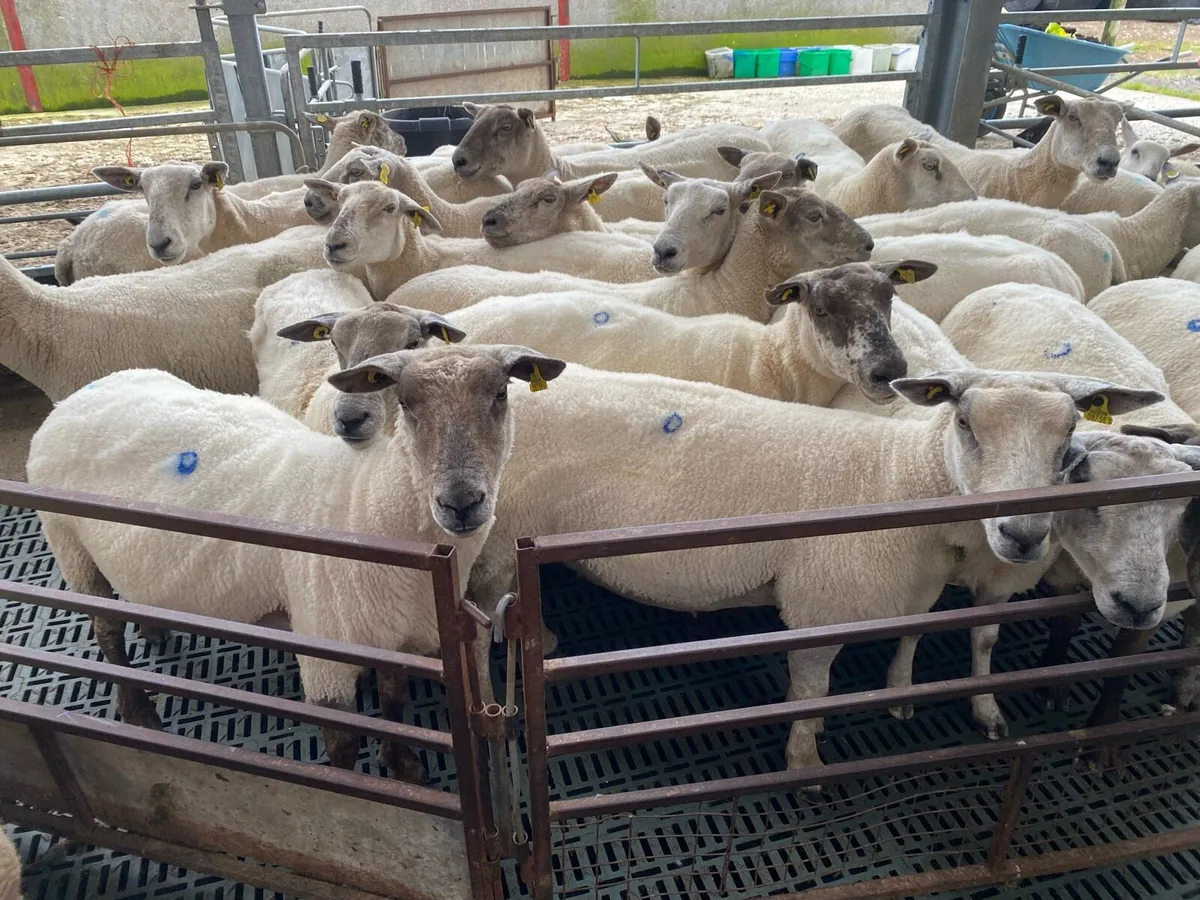 🔥Super 2nd crop Breeding Ewes🔥 - Image 2