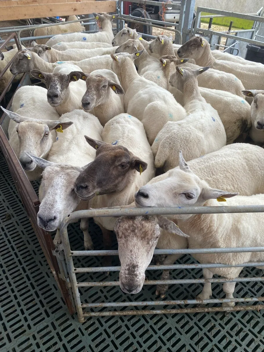 🔥Super 2nd crop Breeding Ewes🔥 - Image 3