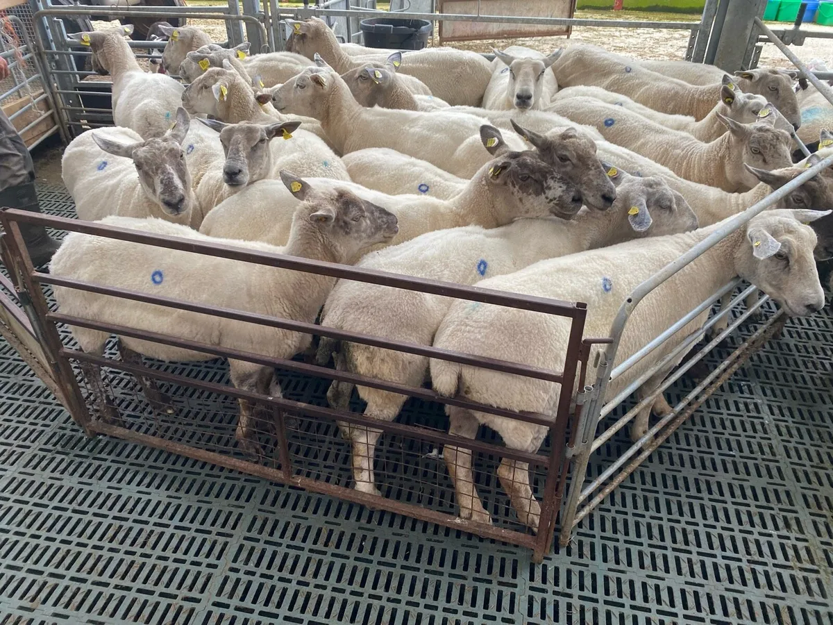 🔥Super 2nd crop Breeding Ewes🔥 - Image 4