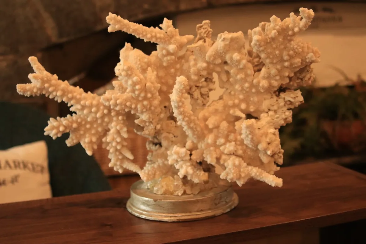 large piece of coral set in quartz base