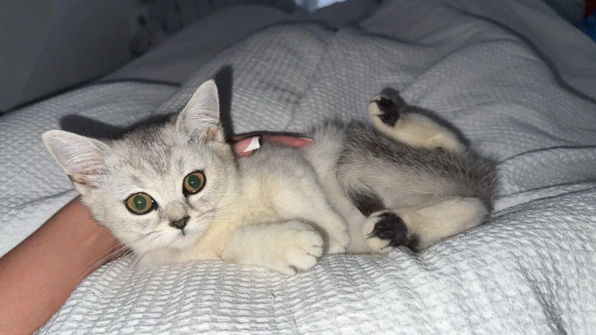 Pedigree British Short Hair kittens - Image 1