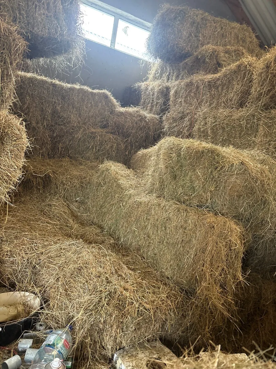 Hay - Image 1