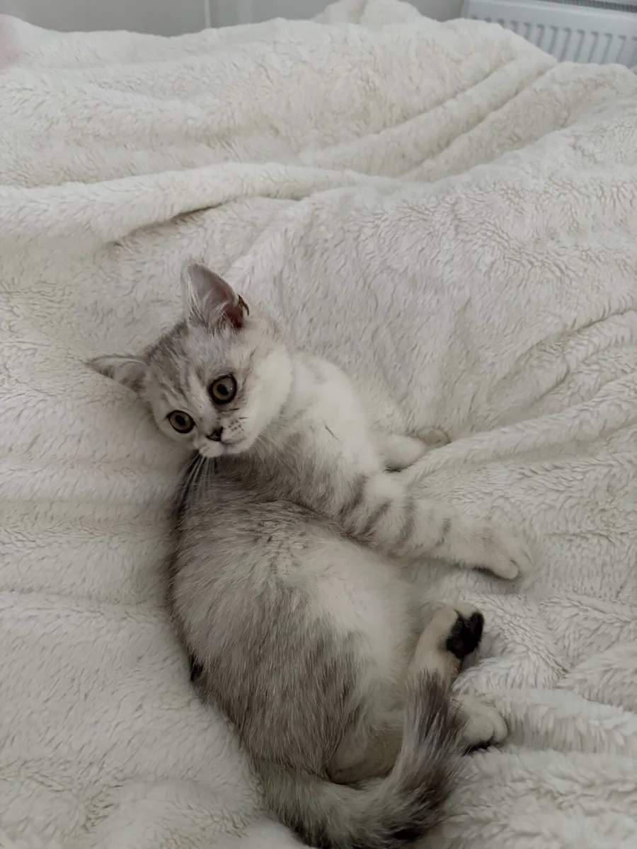 Pedigree British Short Hair kittens - Image 2
