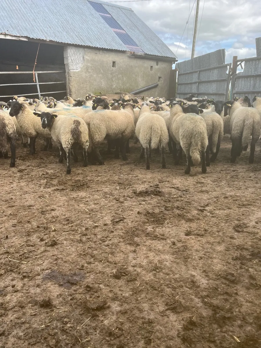 Store lambs - Image 2