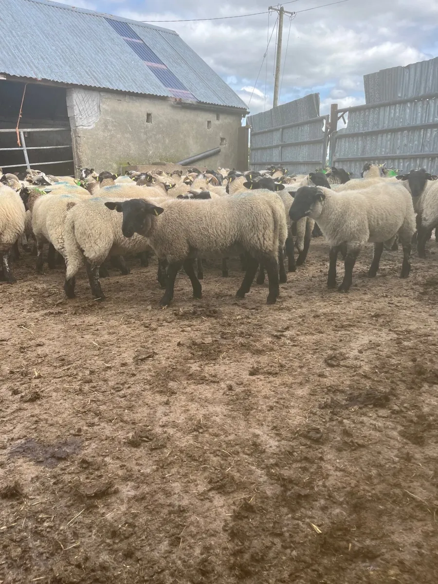 Store lambs - Image 3
