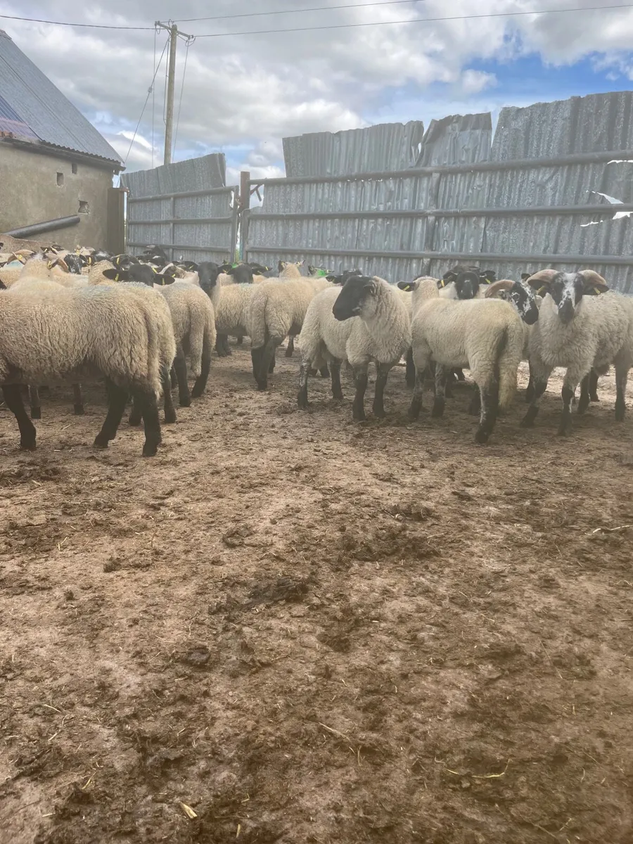 Store lambs - Image 4