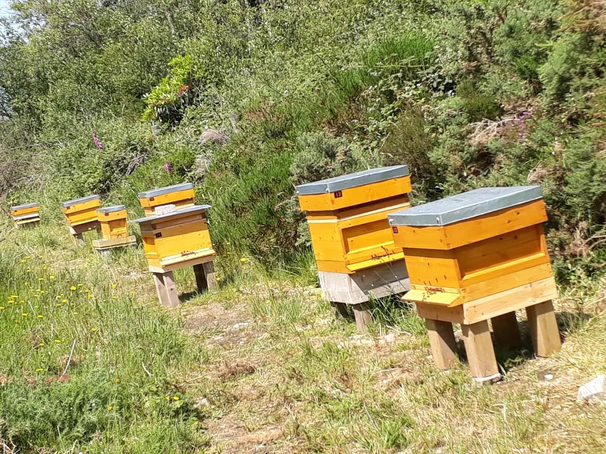 Nuc of Bees