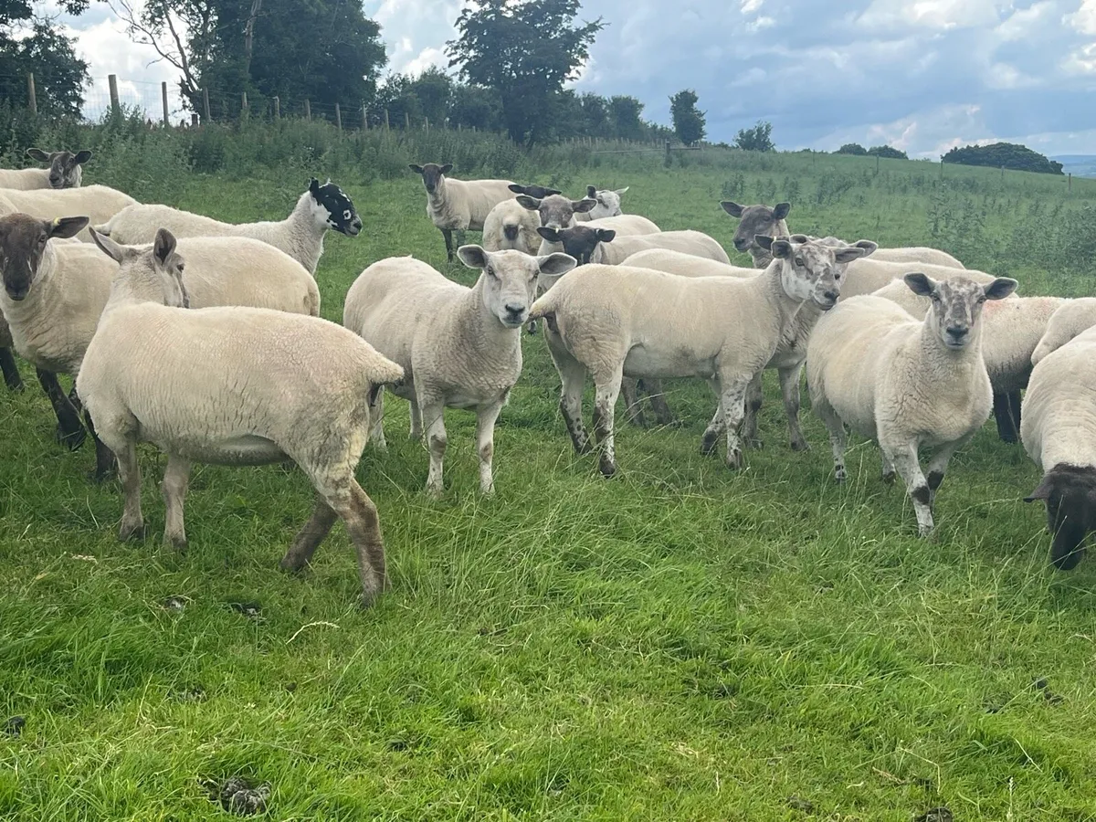 Suffolk Cheviot hoggets - Image 1