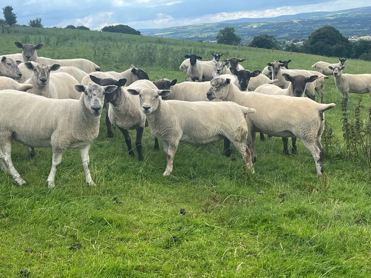 Suffolk Cheviot hoggets - Image 2