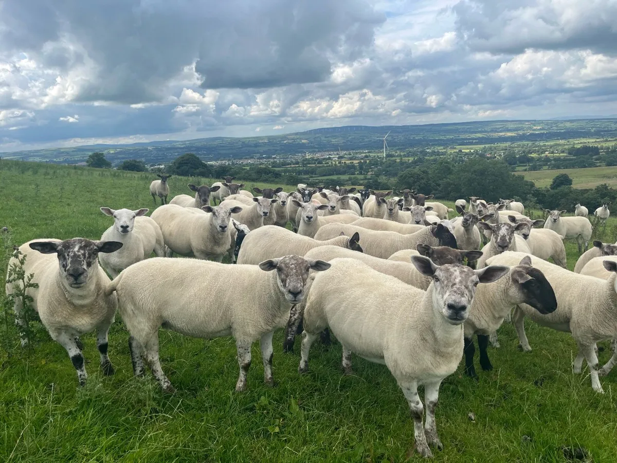Suffolk Cheviot hoggets - Image 3