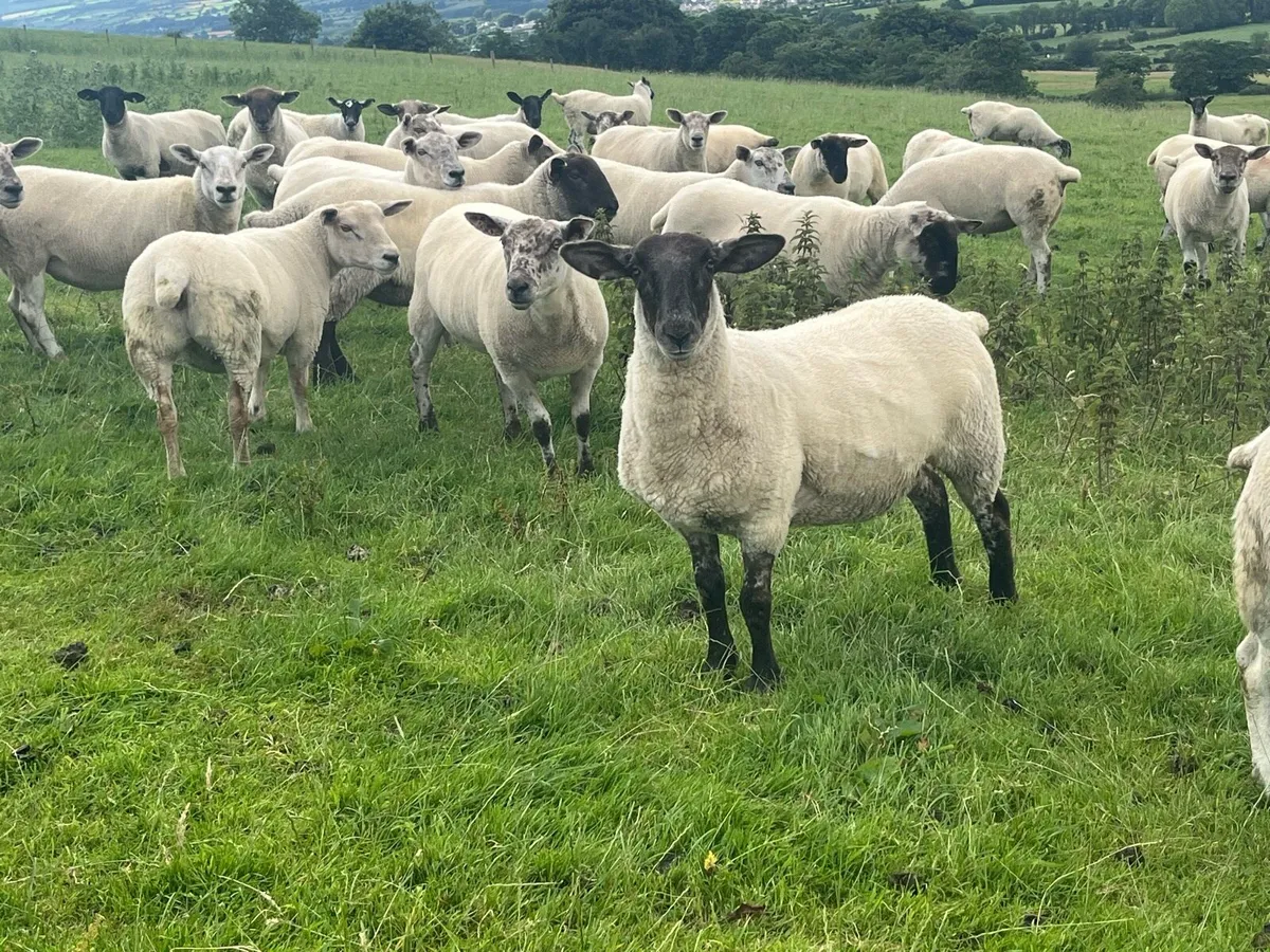 Suffolk Cheviot hoggets - Image 4