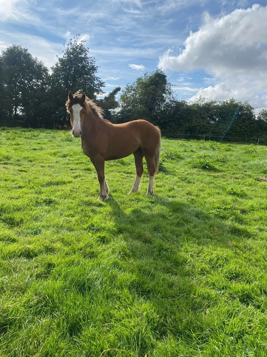 14.1 yearling - Image 1