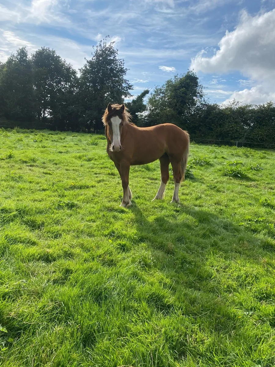 14.1 yearling - Image 2