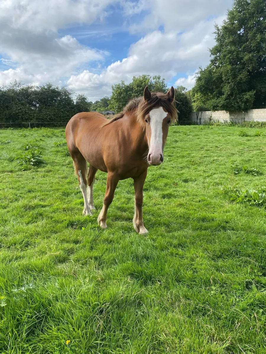 14.1 yearling - Image 3