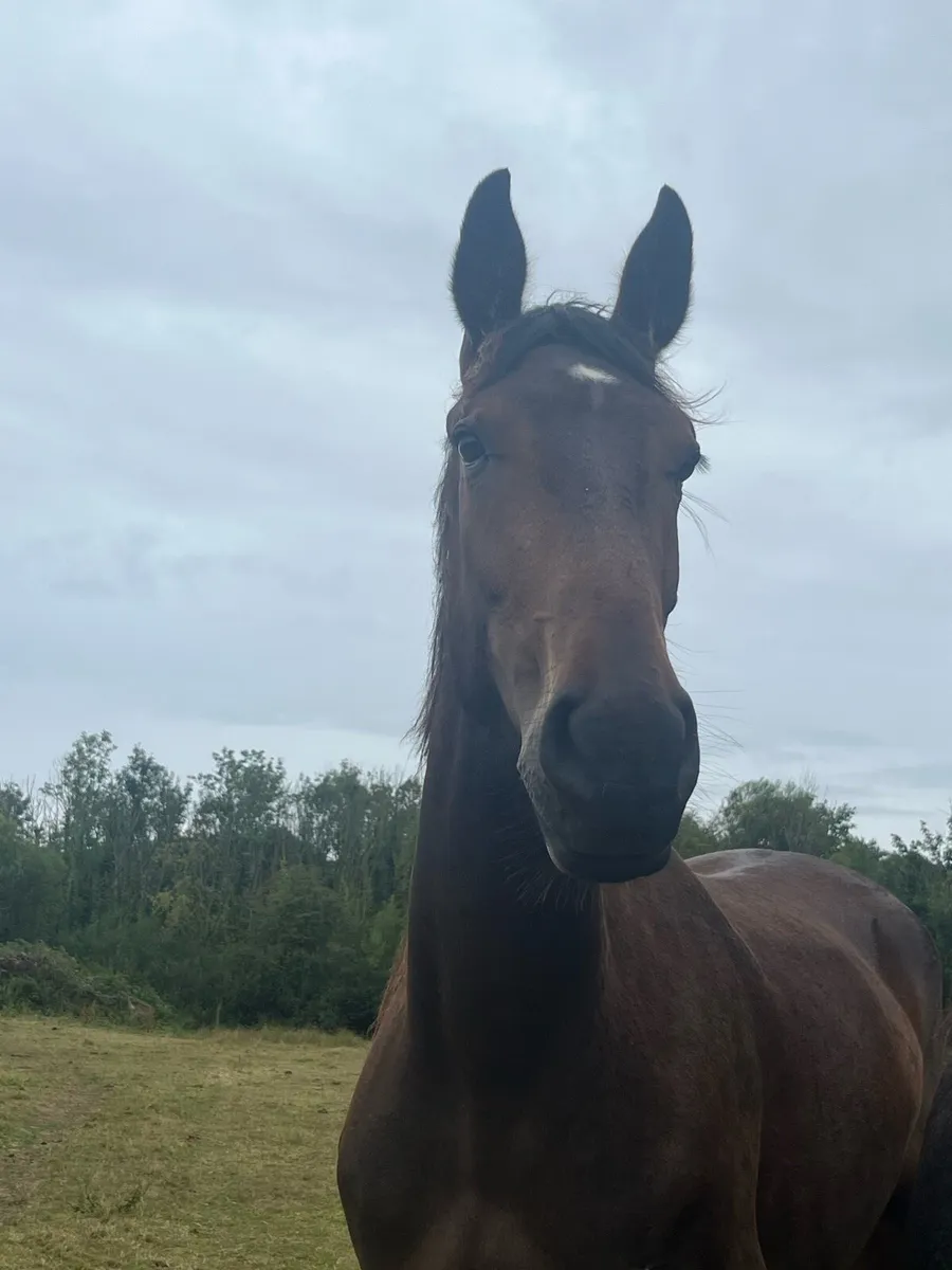 3yr olds RID x ISH Heigh Ho Dubh / Cappa Casanova - Image 4