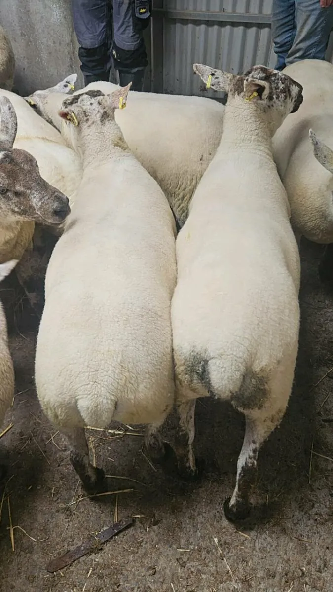 Hogget ewes - Image 2
