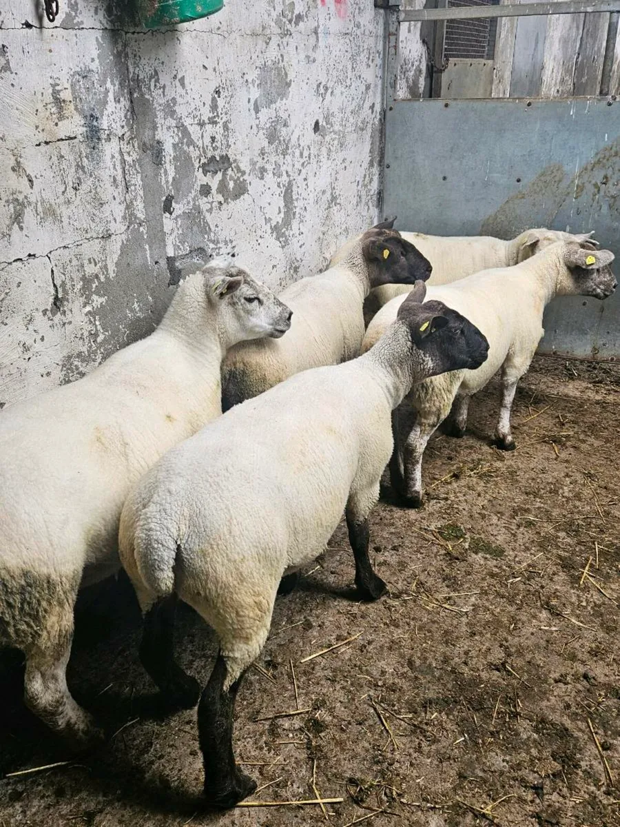 Hogget ewes - Image 3