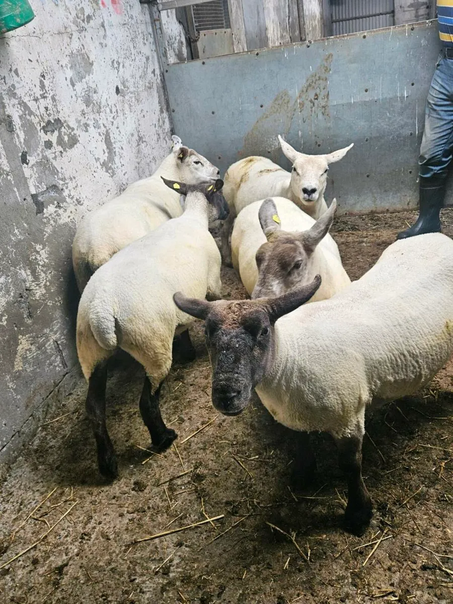 Hogget ewes - Image 4