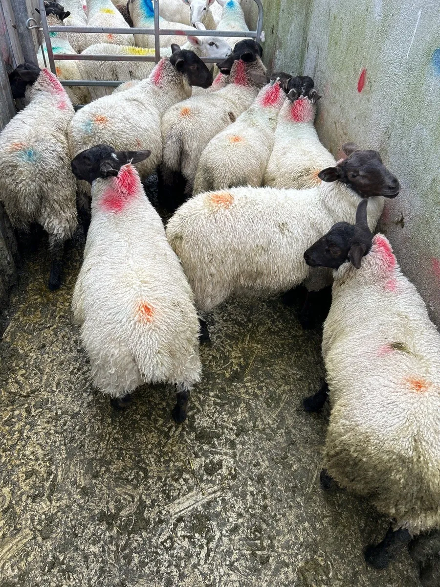 ***SUFFOLK EWE LAMBS *** - Image 4