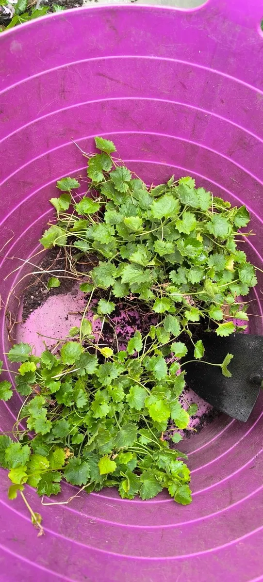 Plants - Image 1