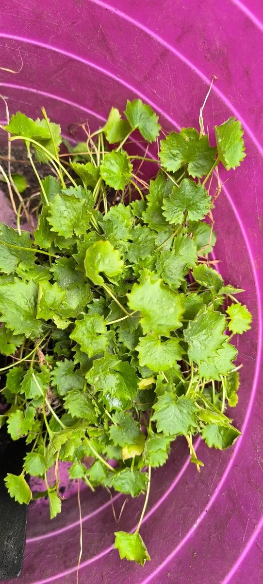 Plants - Image 2