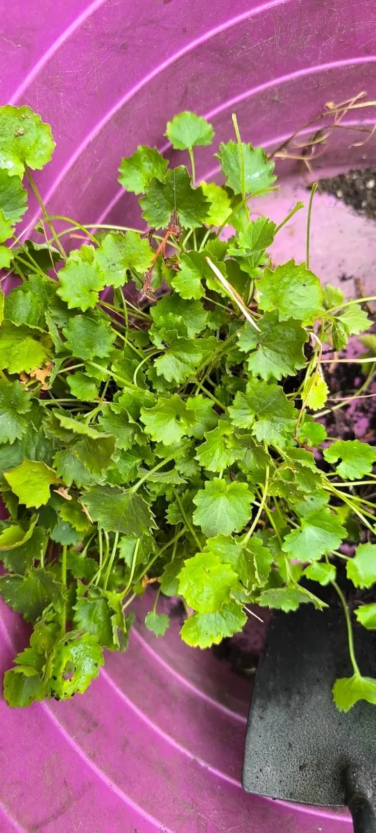 Plants - Image 3