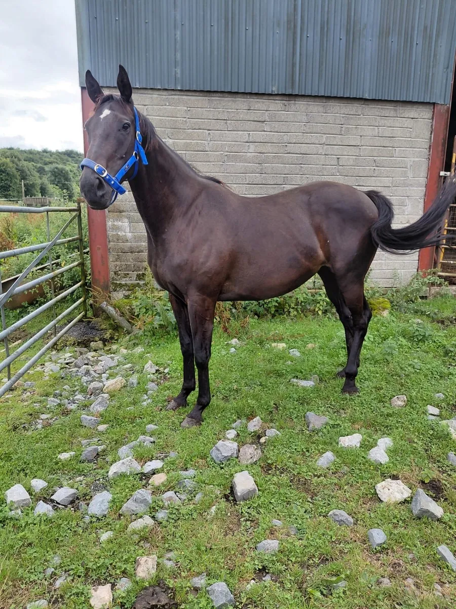 9 year old mare - Image 1