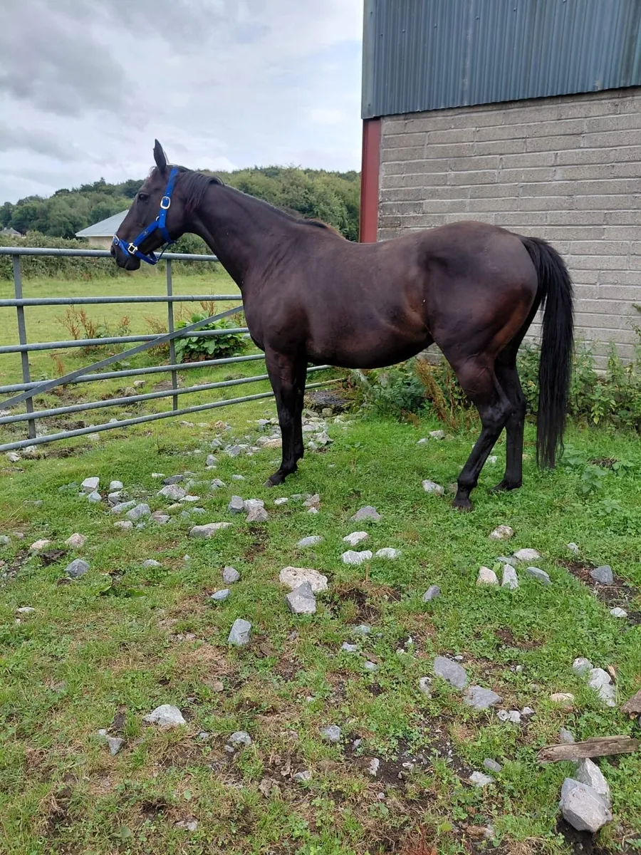 9 year old mare - Image 2
