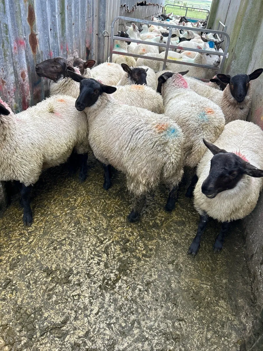 ***SUFFOLK EWE LAMBS *** - Image 1