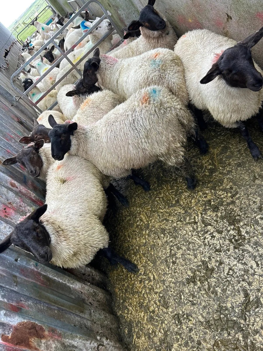 ***SUFFOLK EWE LAMBS *** - Image 2