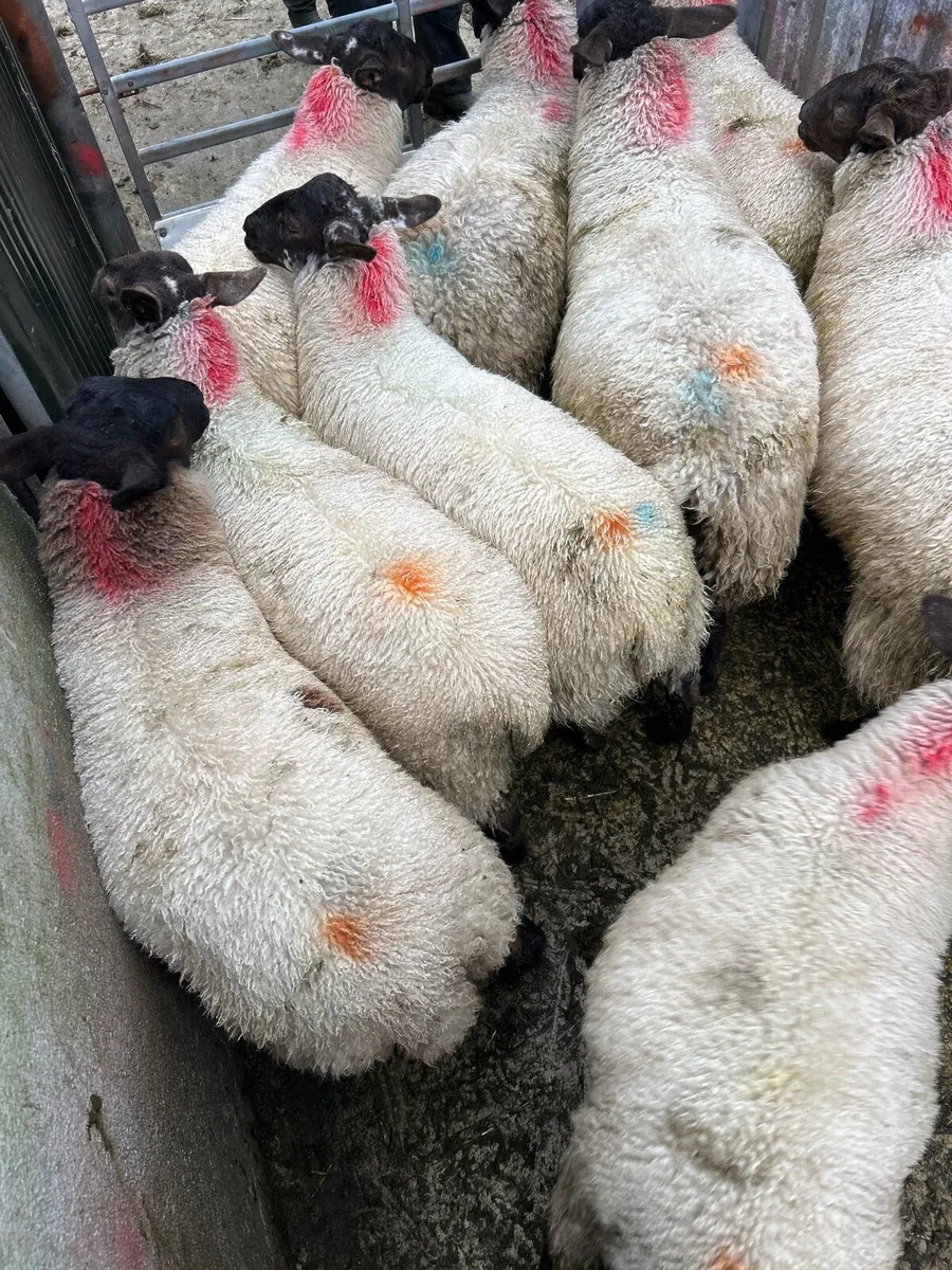 ***SUFFOLK EWE LAMBS *** - Image 3
